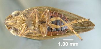 Media type: image;   Entomology 618405 Aspect: habitus ventral view